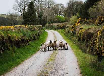 schapen