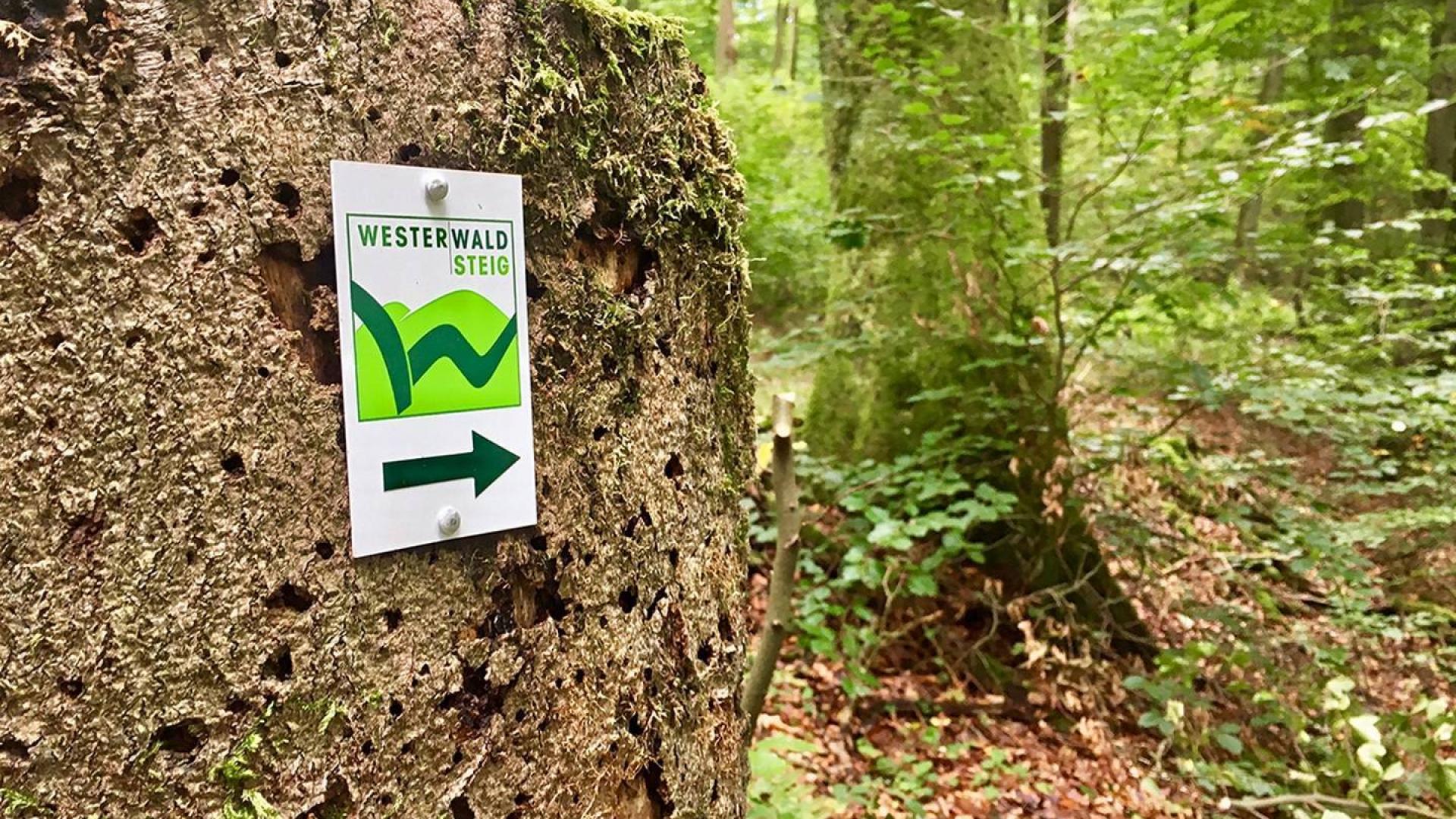 Dag 1 - Singlereis Wandelen Westerwald (Waldbreitbach) kerstvakantie