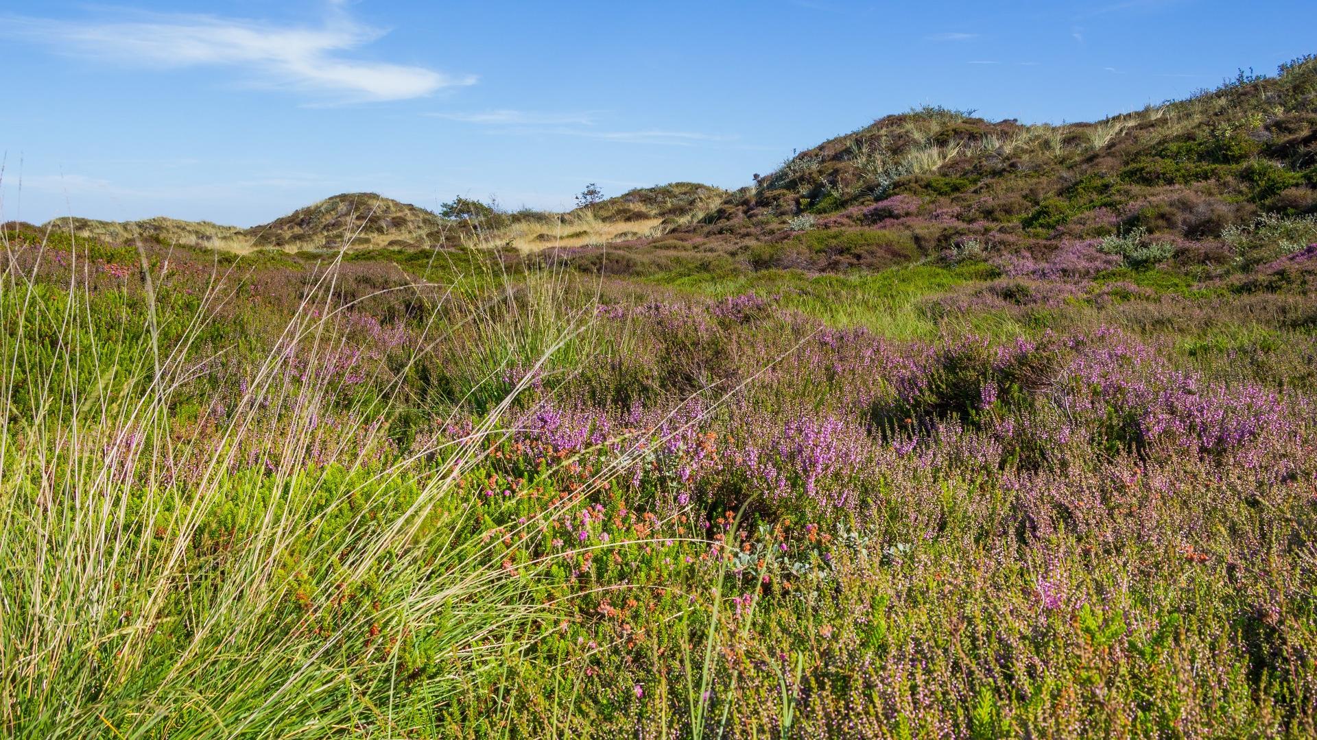 Dag 2 - Wandelreis Friesland, Vlieland en Terschelling
