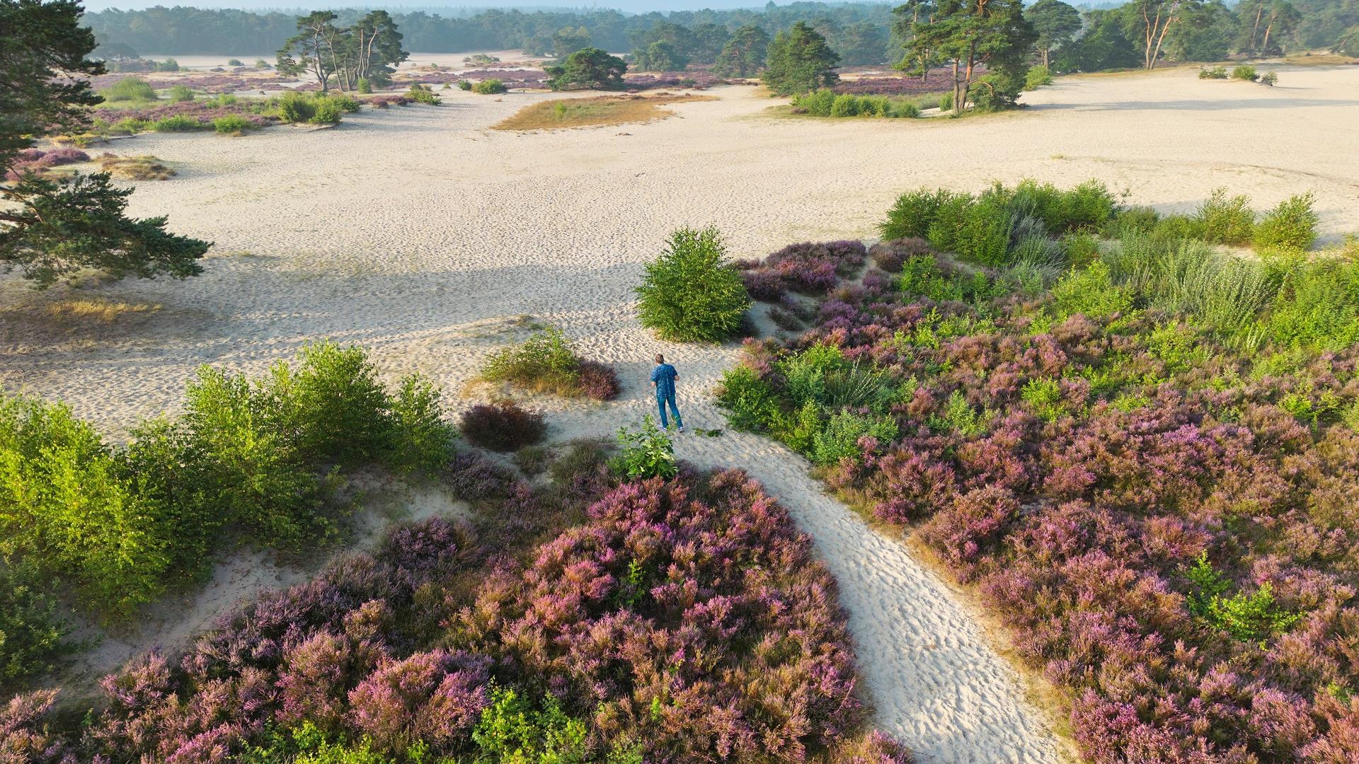 Dag 1 - Singlereis Wandelen Utrechtse Heuvelrug