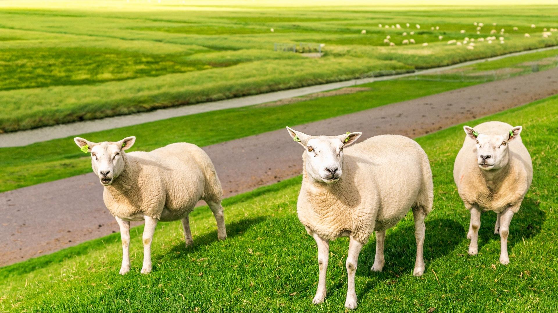 Dag 3 - Fietsvakantie Eems en het Hogeland
