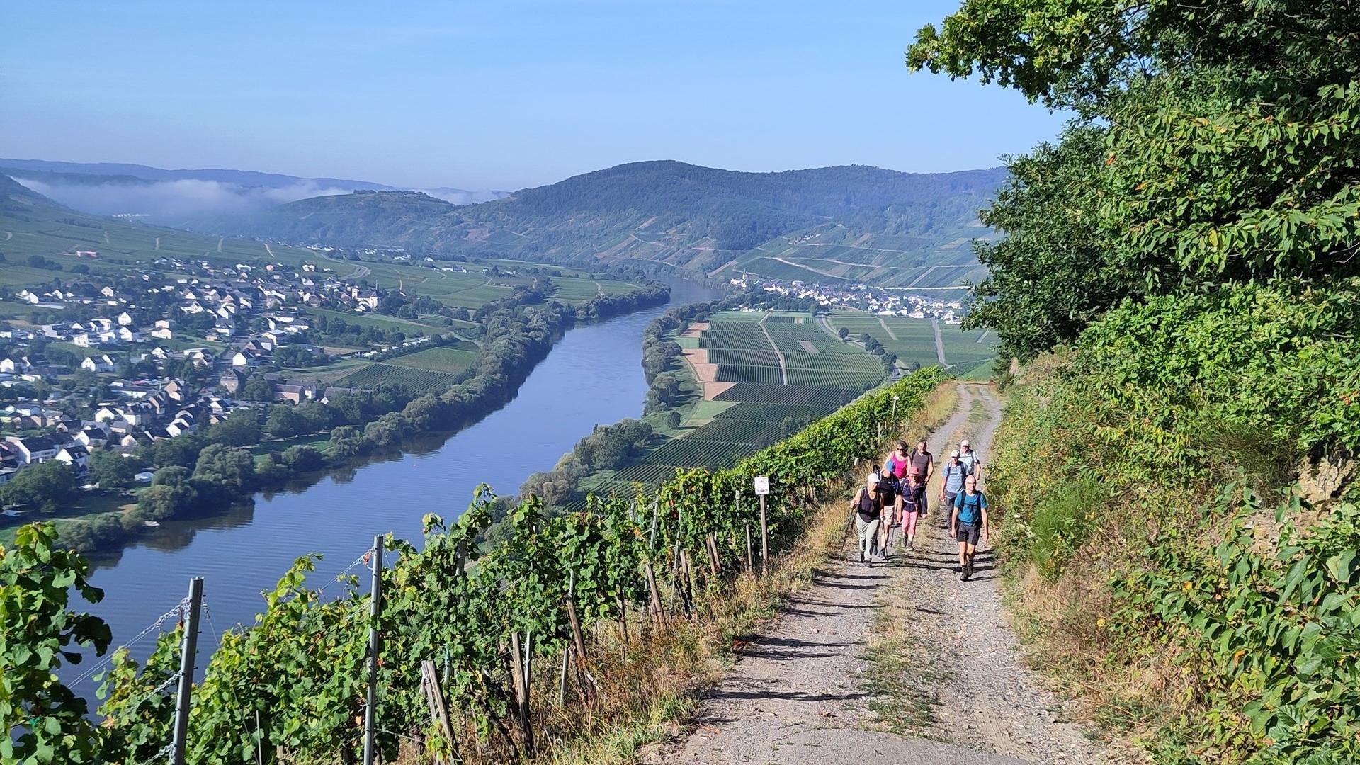 Dag 1 - Singlereis Wandelen Moselsteig van Urzig (Hochmoselbrucke) naar Neef