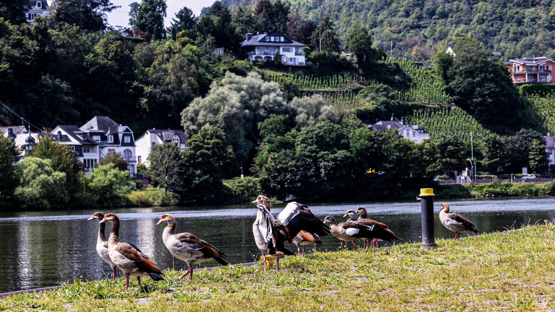 Dag 4 - Singlereis Wandelen Moselsteig van Urzig (Hochmoselbrucke) naar Neef