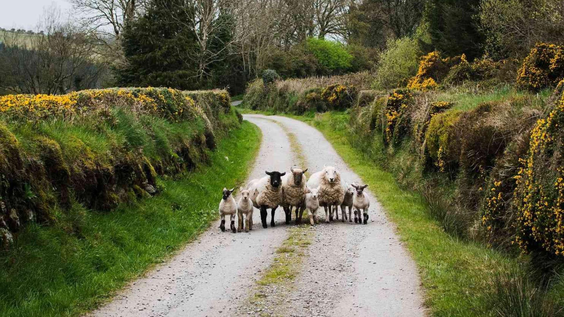 Dag 7 - Singlereis Wandelen Wicklow & Dublin